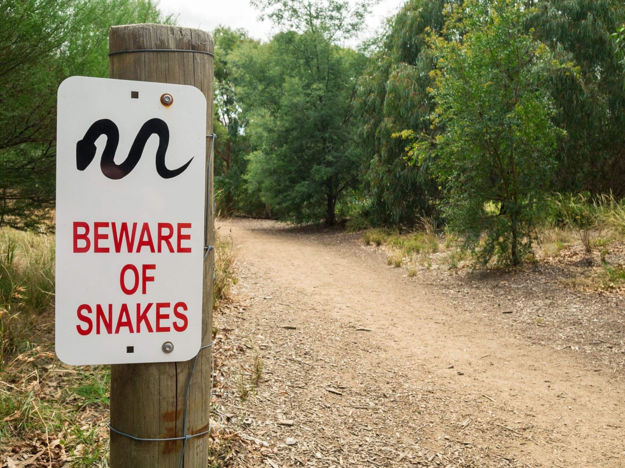 Navigating-snake-safety