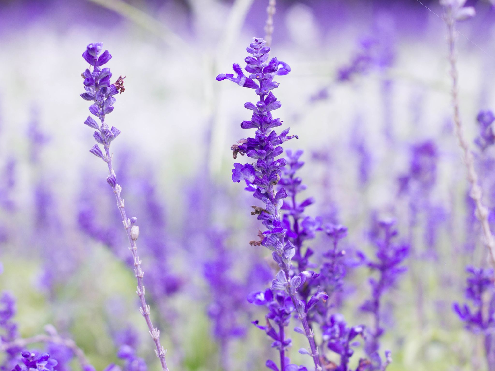 Herbs-for-your-health-lavander