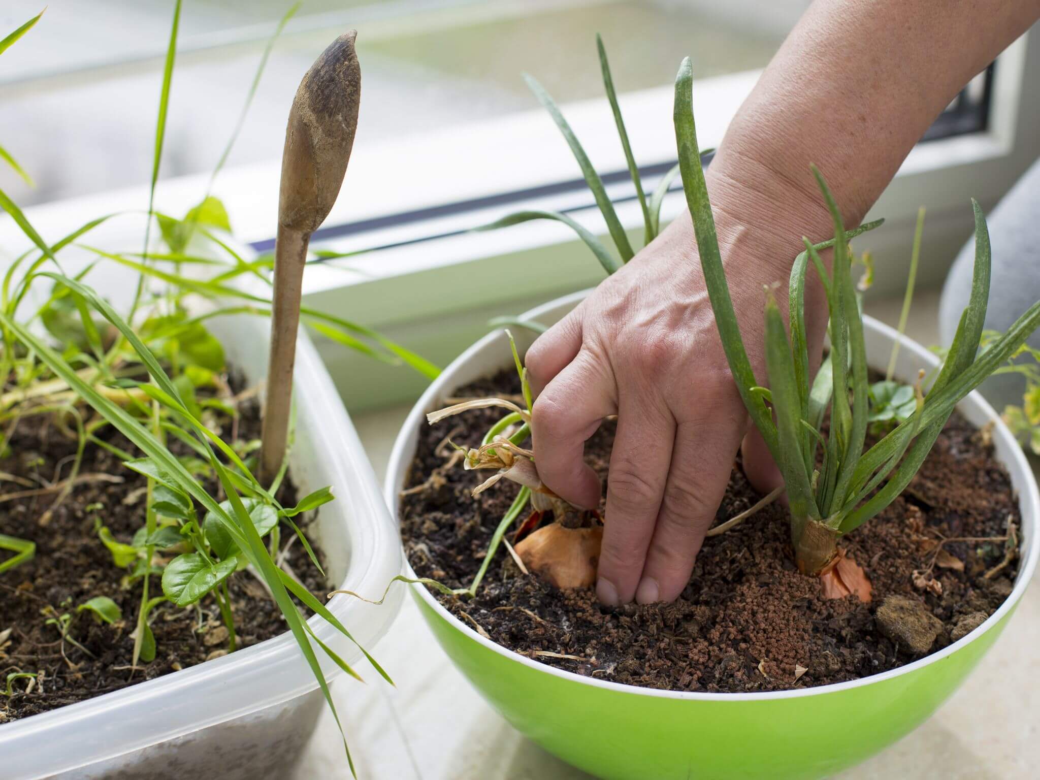 nurture-your-spirit-with-an-indoor-garden